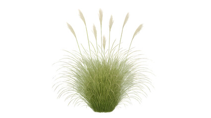 Miscanthus Sinensis Morning Light &ndash; Isolated Japanese Silver Grass Cutout PNG on Transparent Background

