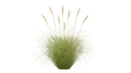 Miscanthus Sinensis Morning Light – Isolated Japanese Silver Grass Cutout PNG on Transparent Background

