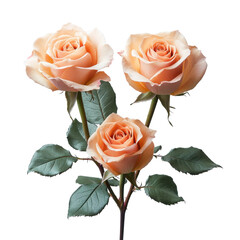 Beautiful peach roses in bloom nature garden floral photography. Isolated on transparent background, png.