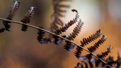 Macro de feuilles de fougères flétries