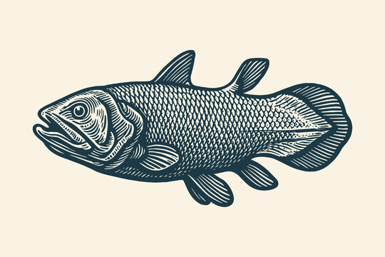 Engraved illustration of a coelacanth fish in vintage style