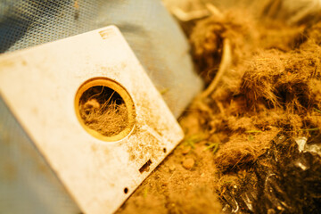 Dirty dust from vacuum cleaner container. Vacuum cleaner debris. Dirt from Vacuum Cleaner. Dirty...