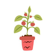 Vector illustration of tomatoes growing in greenhouse