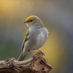 Verdin bird on piece of wood