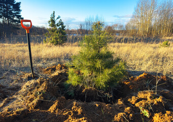 Digging up tree for Moving, Planting. Transplanting pine tree. Illegal tree transplantation....