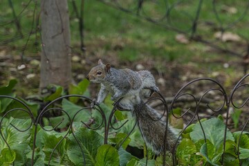 Squirrel on Garden Fence