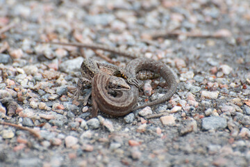 lizard on the rock