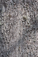 tree bark texture