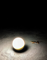 Gecko Near Bright Light on Dark Surface