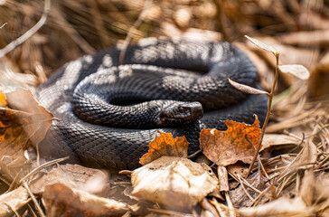 Swamp Snake Viper