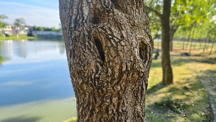 Fototapeta premium Textured Tree Trunk by Water Body