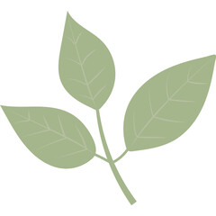 Hand Drawn Leaf
