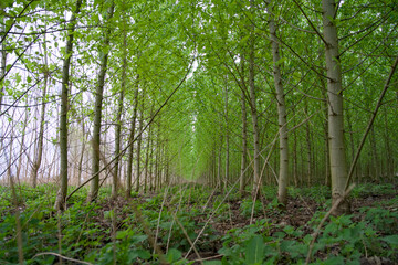 Poplar forest for agroforestry, sustainable carbon sequestration, and CO2 reduction