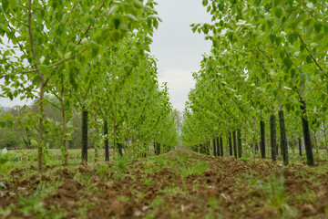 Poplar forest for agroforestry, sustainable carbon sequestration, and CO2 reduction