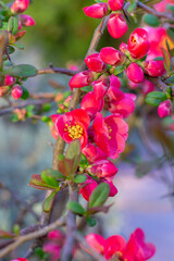 Obraz premium Close-up of a blooming Japanese quince (Henomeles) flower with bright pink petals and unopened buds on a branch in early spring