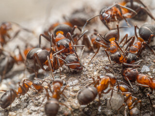 Eine größere Gruppe Ameisen (Formica) laufen wild durcheinander.