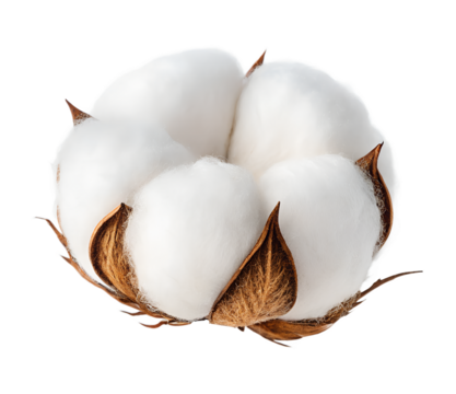 Cotton flower isolated on transparent background