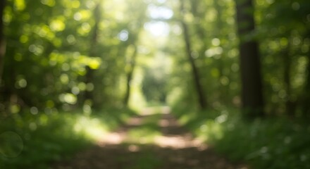 Walking Path Through Forest with Green Foliage and Sunlight