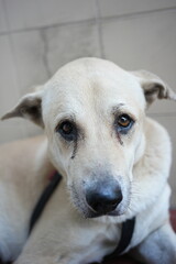 A light gray male dog is resting.