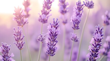 Fototapeta premium Lavender Flowers Blooming in Soft Sunlight