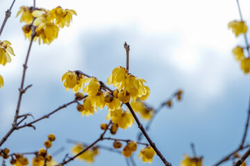 青空に映える満開のロウバイ