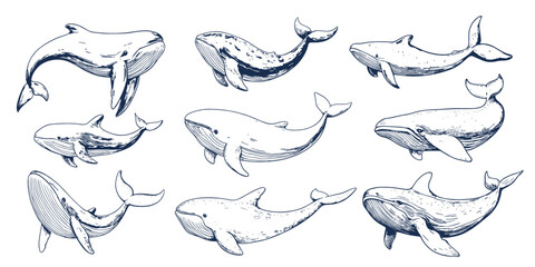Obraz premium Sketch friendly whales. Isolated whale, hand drawn ocean mammals in different poses. Sea characters sperm, bowhead, aquatic vector clipart