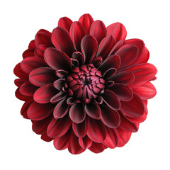 Vibrant red dahlia flower close-up nature floral photography studio setting macro view