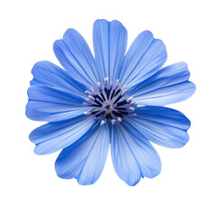 Delicate blue flower blooms in nature close-up photography vibrant environment macro view