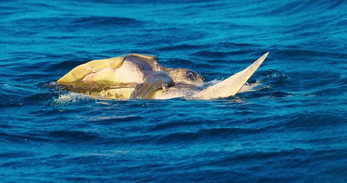 Mating of sea turtles in the open ocean. Olive ridley sea turtles or Lepidochelys olivacea during the mating games. The life of marine reptiles. Wildlife in slow motion