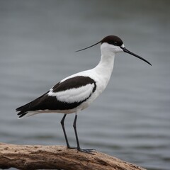 Avocet bird on piece of wood