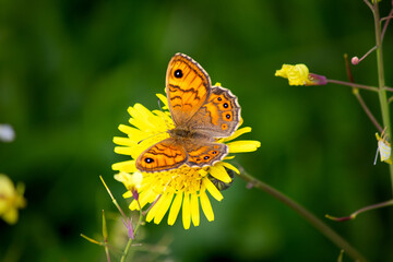 Wall brown butterfly (Lasiommata megera) perched on a yellow flower. Animal. Wallpaper. Butterfly in natural background.