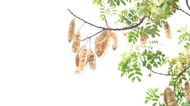 Albizia lebbeck seeds pods. Its Common names shirisha tree, siris,&nbsp;Indian siris,&nbsp;East Indian walnut,&nbsp;Broome raintree,&nbsp;lebbeck,&nbsp;lebbek tree,&nbsp;frywood, flea tree and&nbsp;woman's tongue tree.
