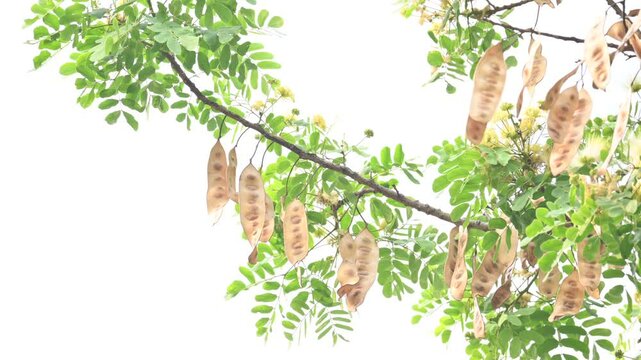 Albizia lebbeck seeds pods. Its Common names shirisha tree, siris,&nbsp;Indian siris,&nbsp;East Indian walnut,&nbsp;Broome raintree,&nbsp;lebbeck,&nbsp;lebbek tree,&nbsp;frywood, flea tree and&nbsp;woman's tongue tree.

