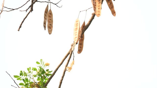 Albizia lebbeck seeds pods. Its Common names shirisha tree, siris,&nbsp;Indian siris,&nbsp;East Indian walnut,&nbsp;Broome raintree,&nbsp;lebbeck,&nbsp;lebbek tree,&nbsp;frywood, flea tree and&nbsp;woman's tongue tree.
