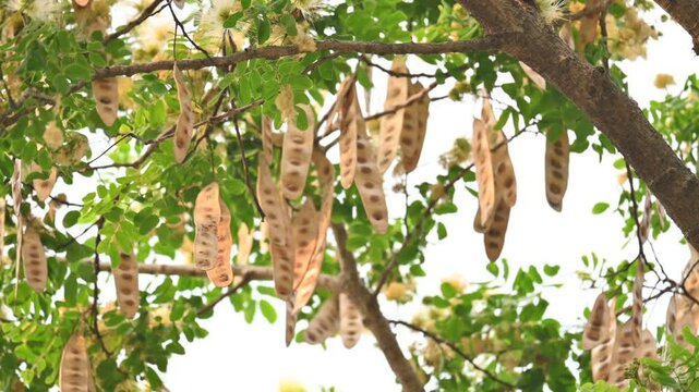 Albizia lebbeck seeds pods. Its Common names shirisha tree, siris,&nbsp;Indian siris,&nbsp;East Indian walnut,&nbsp;Broome raintree,&nbsp;lebbeck,&nbsp;lebbek tree,&nbsp;frywood, flea tree and&nbsp;woman's tongue tree.
