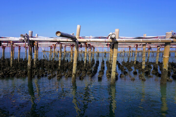 oysters farm in the sea