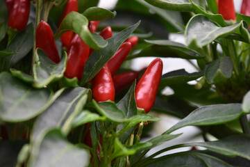Spicey Red Peppers Growing in a Garden