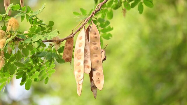 Albizia lebbeck seeds pods. Its Common names shirisha tree, siris,&nbsp;Indian siris,&nbsp;East Indian walnut,&nbsp;Broome raintree,&nbsp;lebbeck,&nbsp;lebbek tree,&nbsp;frywood, flea tree and&nbsp;woman's tongue tree.
