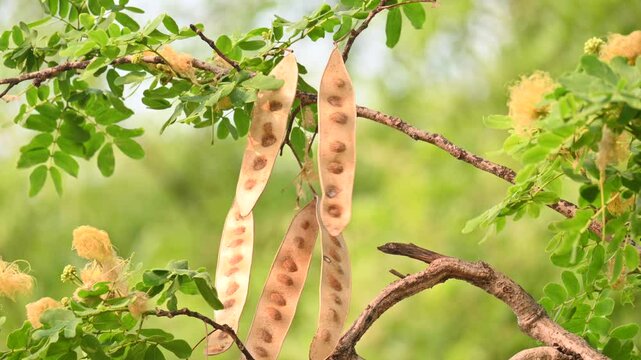 Albizia lebbeck seeds pods. Its Common names shirisha tree, siris,&nbsp;Indian siris,&nbsp;East Indian walnut,&nbsp;Broome raintree,&nbsp;lebbeck,&nbsp;lebbek tree,&nbsp;frywood, flea tree and&nbsp;woman's tongue tree.
