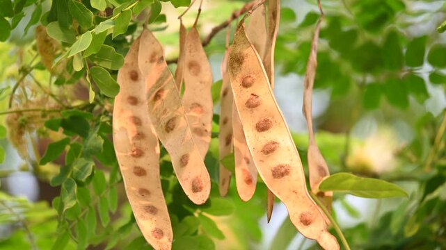Albizia lebbeck seeds pods. Its Common names shirisha tree, siris,&nbsp;Indian siris,&nbsp;East Indian walnut,&nbsp;Broome raintree,&nbsp;lebbeck,&nbsp;lebbek tree,&nbsp;frywood, flea tree and&nbsp;woman's tongue tree.
