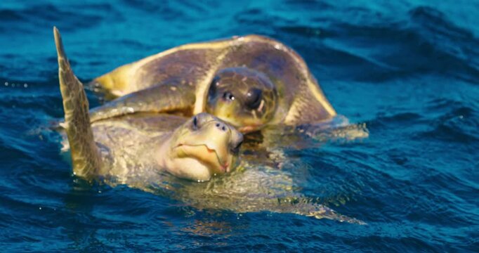 Mating of sea turtles in the open ocean. Olive ridley sea turtles or Lepidochelys olivacea during the mating games. The life of marine reptiles. Wildlife in slow motion