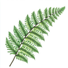fern leaf isolated on white