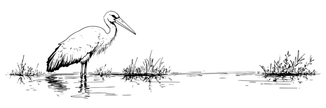 wading bird in calm wetland – elegant nature line drawing with reflections