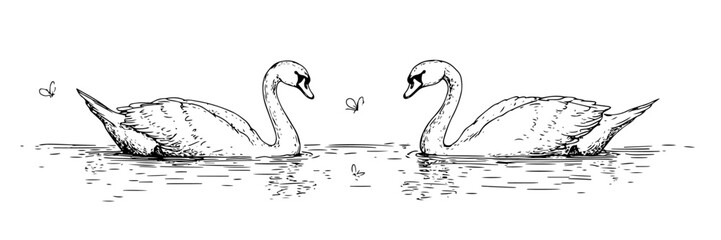 romantic swan couple on water hand drawn vector illustration in black and white