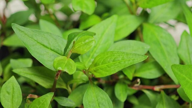 Vietnamese coriander