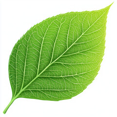 Obraz premium green leaf isolated on white