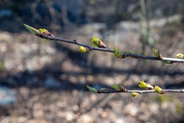 bird cherry branches with buds in spring