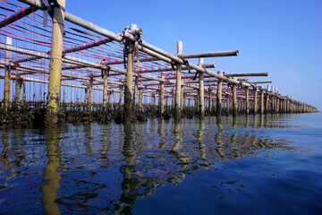 oysters farm in the sea