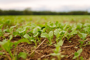 Close-up of young plants in an agricultural field. Green shoots are breaking through the fertile soil. Concept of growth, gardening and agriculture.