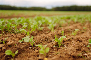 Close-up of young plants in an agricultural field. Green shoots are breaking through the fertile soil. Concept of growth, gardening and agriculture.